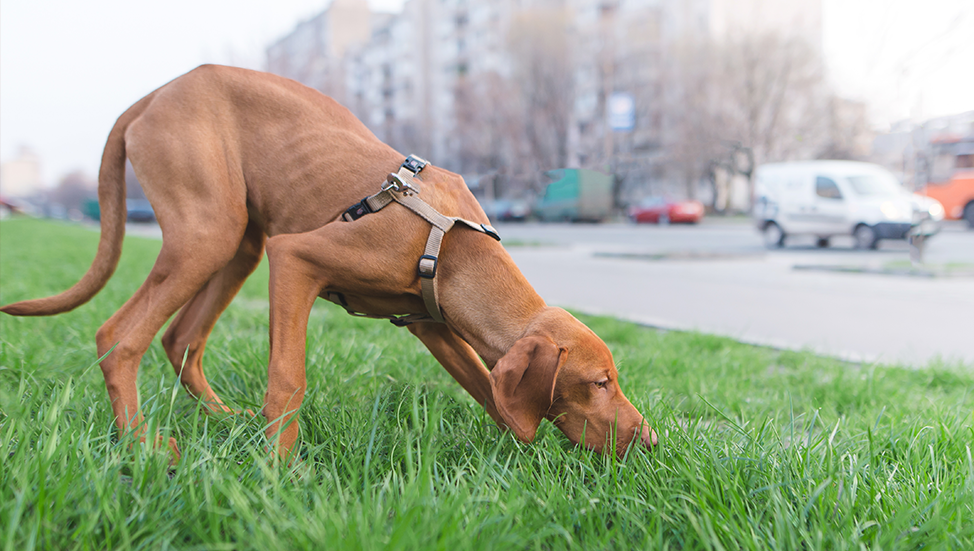 Ask Dr. Jenn: How can I stop my dog from eating poop?